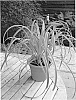Carex%20trifida%20%27REKOHU%20SUNRISE%27