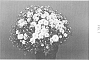 Chrysanthemum%20x%20morifolium%20%27Zanmusunbur%27