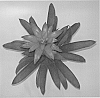 Guzmania%20lingulata%20x%20wittmackii%20x%20%28Guzmania%20lingulata%29%20%27Skohicli%27