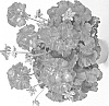 Pelargonium%20x%20hortorum%20%27Fisrodeep%27