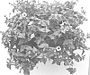 Torenia%20sp.%20%27DANLOV233%27