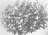 Torenia%20sp.%20%27DANLOV130%27