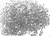 Torenia%20sp.%20%27DANLOV1201%27