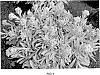 Helichrysum%20x%20amorginum%20%27Amber%20Cluster%27