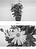 Osteospermum%20hybrida%20%27SAKOST3586%27