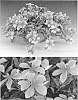 Catharanthus%20roseus%20%27Sunnichipink%27
