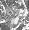 Cucurbita%20quisquam%20%27Anytime%20Squash%27