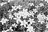 Bidens%20ferulifolia%20%27KLEBF07003%27