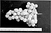 Vitis%20vinifera%20%2795-133%27