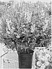 Angelonia%20angustifolia%20%27Car%20Pink09%27