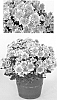 Chrysanthemum%20x%20morifolium%20%27Dark%20Yochatham%27