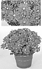 Chrysanthemum%20x%20morifolium%20%27Red%20Yosonoma%27