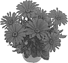 Osteospermum%20ecklonis%20%27Fidostpur%27