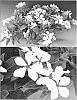 Catharanthus%20roseus%20%27Sunnichihoho%27