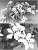 Catharanthus%20roseus%20%27Sunnichihoho%27