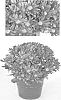 Chrysanthemum%20x%20morifolium%20%27Yoessex%27