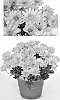Chrysanthemum%20x%20morifolium%20%27Yopueblo%27