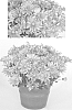 Chrysanthemum%20x%20morifolium%20%27Pink%20Yosonoma%27