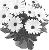 Osteospermum%20ecklonis%20%27Fidostwhi%27