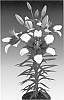 Lilium%20L.%20%27Tiny%20Padhye%27