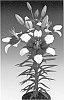 Lilium%20L.%20%27Tiny%20Padhye%27