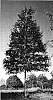 Quercus%20nuttalli%20%27QNMTF%27