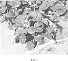 Fragaria%20x%20ananassa%20%27Portola%27