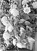 Lantana%20camara%20L.%20%27Bant%20Pin09%27
