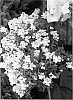 Nemesia%20fruticosa%2C%20syn.%20N.%20fruticans%20%27Cnem%20Whit%27