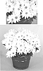 Chrysanthemum%20x%20morifolium%20%27Yojuneau%27