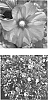 Hibiscus%20syriacus%20%27DVPazzurri%27