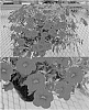 Calibrachoa%20sp.%20%27Sunbelpapure%27