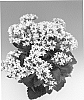 Kalanchoe%20blossfeldiana%20%27Abbeta%27