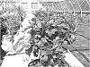 Hibiscus%20syriacus%20%27Notwood3%27