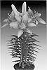 Lilium%20hybrida%20%27Tiny%20Orange%20Sensation%27