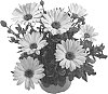 Osteospermum%20ecklonis%20%27Fidostlem%27