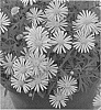 Brachycome%20angustifolia%20%27Enduring%20Blue%27