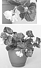 Begonia%20parvifolia%20x%20Begonia%20semperflorens%20%27BEGH%2003899%27