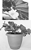 Begonia%20parvifolia%20x%20Begonia%20%27BEGH%2003897%27
