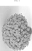 Chrysanthemum%20x%20morifolium%20%27Zanmuflamin%27