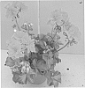 Pelargonium%20peltatum%20%28L.%29%20L%27H%C3%83%C2%A9rit.%20ex%20Ait%20%27Fislada%27