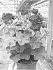 Pelargonium%20peltatum%20%28L.%29%20L%27H%C3%83%C2%A9rit%20ex%20Ait%20%27Fisbildeep%27