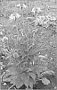 Echinacea%20purpurea%20%27Milkshake%27