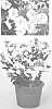 Phlox%20paniculata%20%27Ditosse%27