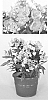 Phlox%20paniculata%20%27Ditosdre%27