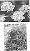 Physocarpus%20opulifolius%20%27Tres%27