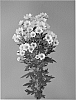 Chrysanthemum%20x%20morifolium%20%27Dekringa%20Yellow%27