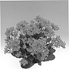 Kalanchoe%20blossfeldiana%20%27Abalpha%27