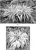 Liriope%20muscari%20%27Sno%20Cone%27