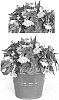 Begonia%20x%20tuberhybrida%20%27Innbellpea%27